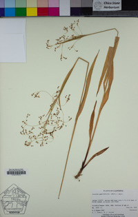 Luzula parviflora image