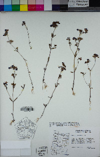 Collinsia grandiflora image