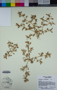 Sesuvium verrucosum image