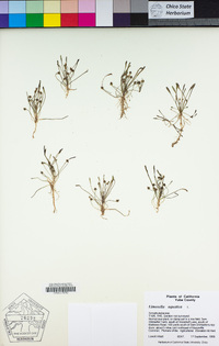 Limosella aquatica image