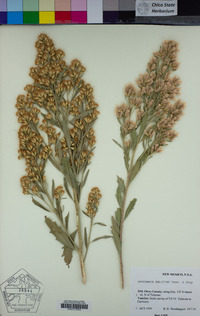 Baccharis salicina image