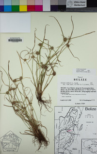 Image of Cyperus humilis