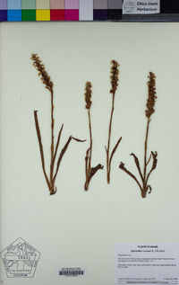 Spiranthes cernua image