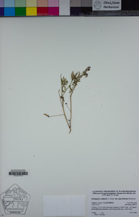 Astragalus rattanii var. jepsonianus image