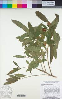 Solanum pseudocapsicum image