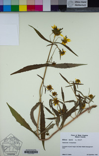 Bidens laevis image