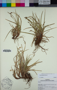 Carex brainerdii image