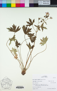 Geranium richardsonii image