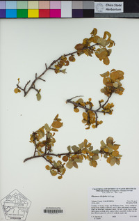 Rhamnus ilicifolia image