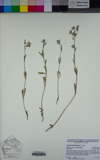 Lagophylla glandulosa image