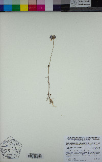 Gilia capitata subsp. staminea image