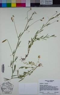 Lathyrus hirsutus image