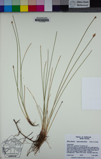 Eleocharis macrostachya image