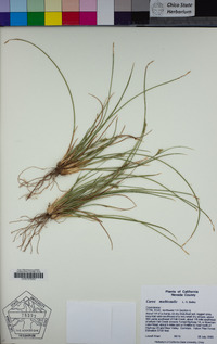 Carex multicaulis image