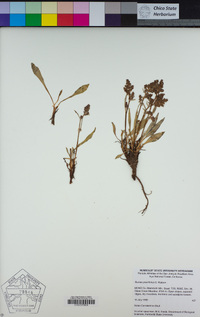 Rumex paucifolius image