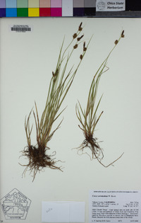 Carex serratodens image