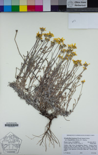 Eriophyllum lanatum var. integrifolium image