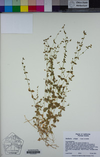 Stellaria crispa image