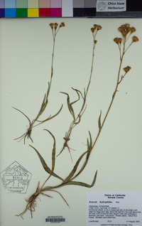 Senecio hydrophilus image