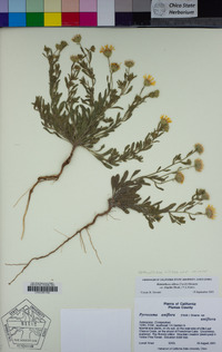 Heterotheca villosa var. minor image