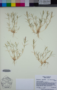 Eragrostis hypnoides image