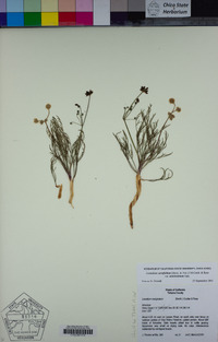 Lomatium caruifolium var. denticulatum image