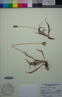 Microseris sylvatica image