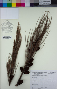Image of Allocasuarina duncanii