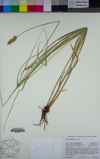 Carex densa image