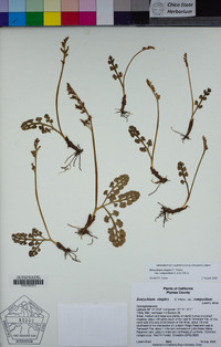 Botrychium simplex image