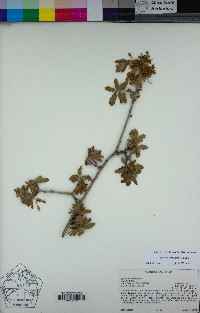 Quercus berberidifolia image