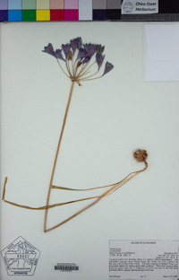 Triteleia laxa image