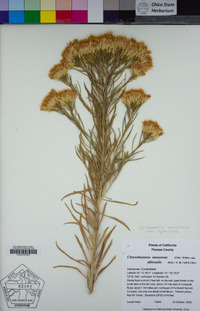 Ericameria nauseosa var. speciosa image