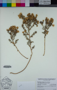 Heterotheca oregona var. compacta image