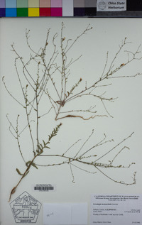 Lessingia nemaclada image