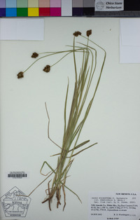 Carex microptera image