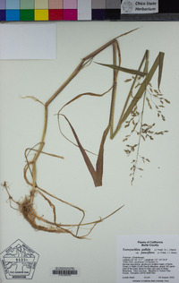 Torreyochloa pallida var. pauciflora image