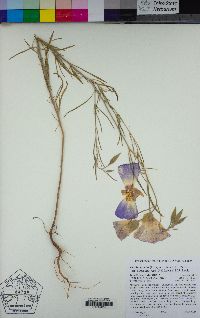 Clarkia gracilis image