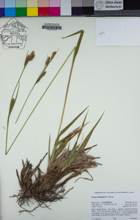 Carex hirtissima image