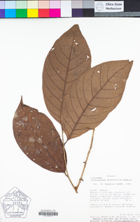 Image of Gloeospermum grandifolium