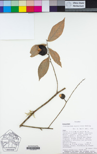 Image of Gloeospermum equatoriense