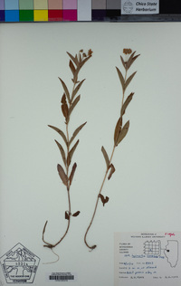 Lysimachia lanceolata image