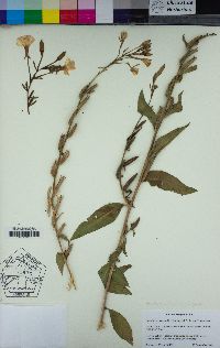 Oenothera villosa image