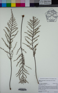 Pellaea mucronata image