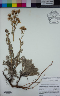 Packera eurycephala var. lewisrosei image