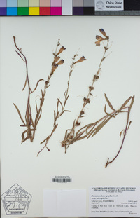 Penstemon heterophyllus image