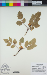Berberis aquifolium var. dictyota image