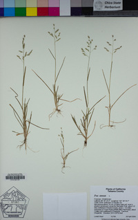 Poa annua image