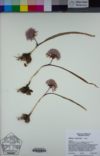 Allium cratericola image