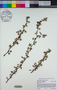 Ribes roezlii var. roezlii image